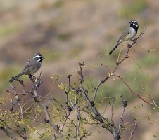 Black-throated Sparrows